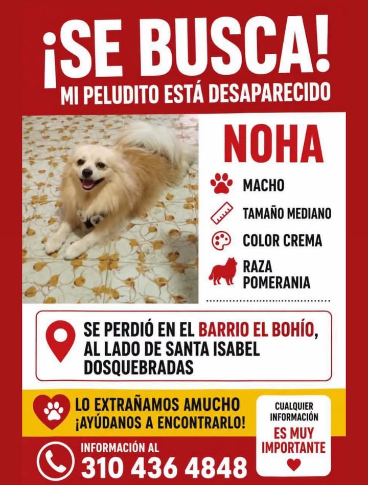 ¡Se busca! Mi peludito está desaparecido 
