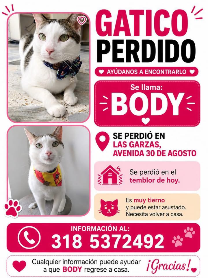 Gatico Perdido en Pereira 