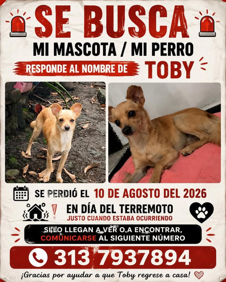 Se Busca: Perro llamado Toby perdido en Pereira, Risaralda 