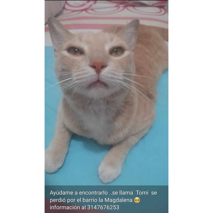 Gato Tomy se perdió en el barrio La Magdalena 