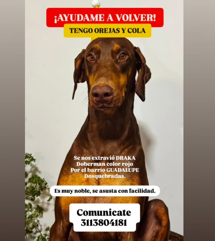 Doberman marrón perdido en Pereira 