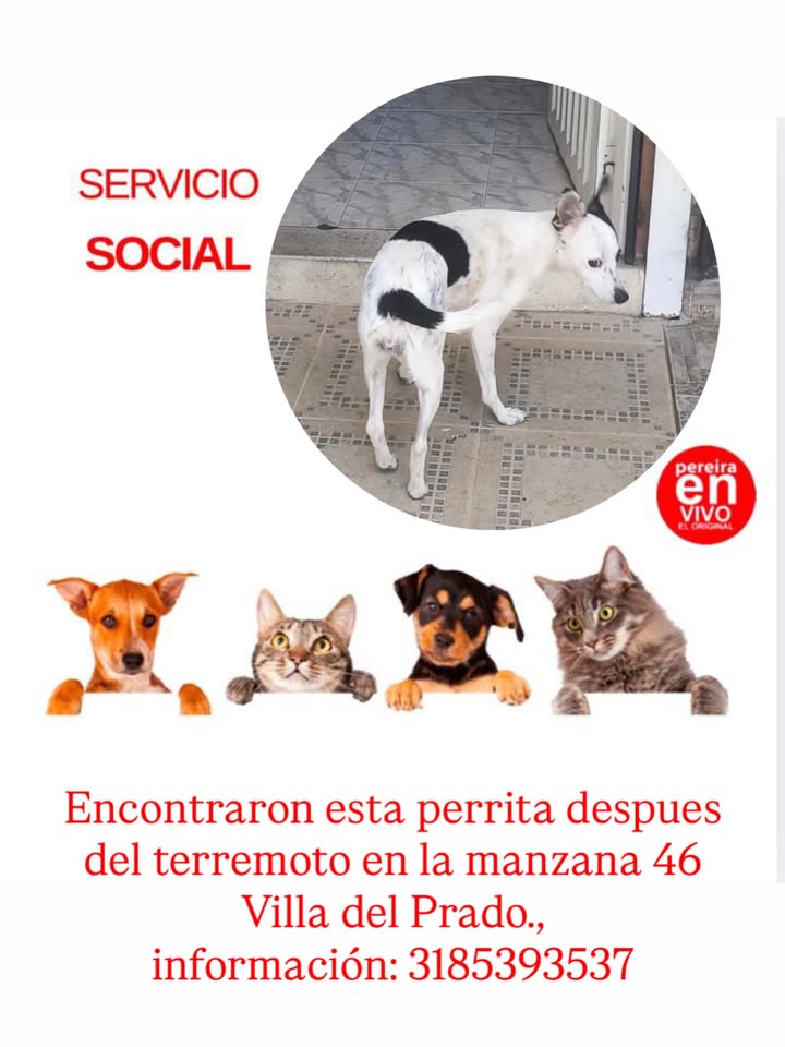 Perra encontrada en Pereira 