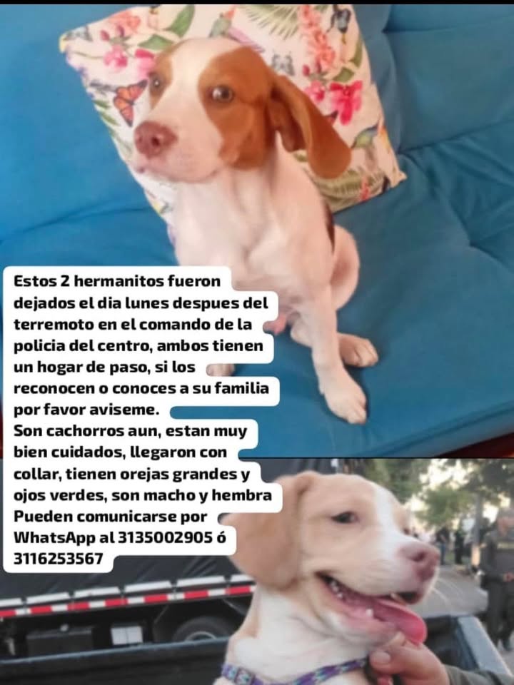 Servicio Social: Perros encontrados en Pereira 