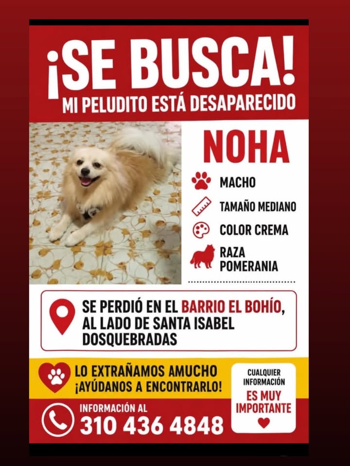 Perro Pomerania Perdido en Pereira 