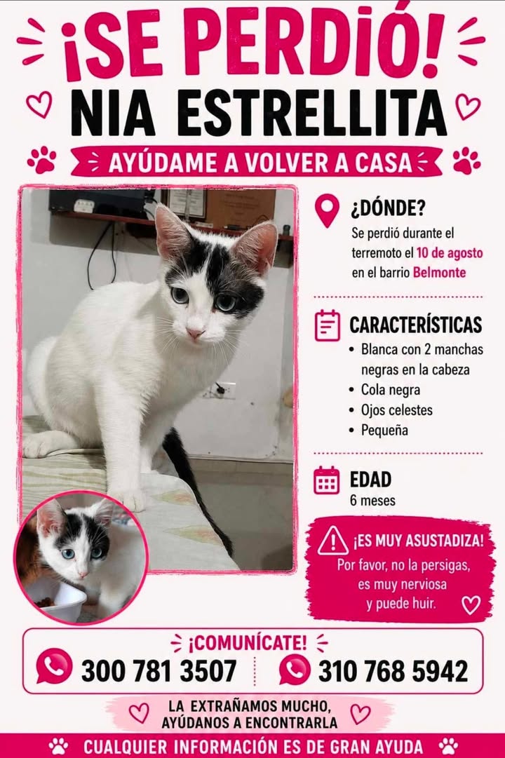 Gata perdida llamada Nia Estrellita en el barrio Belmonte, Pereira 