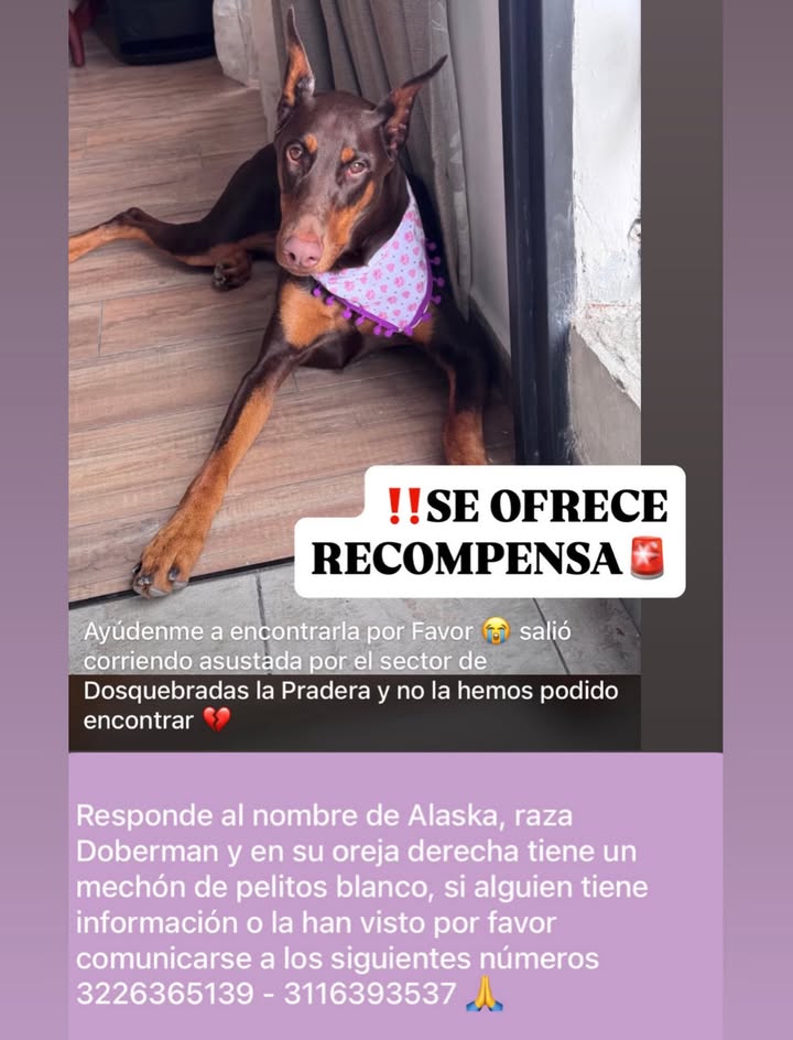Doberman perdido en Dosquebradas la Pradera 