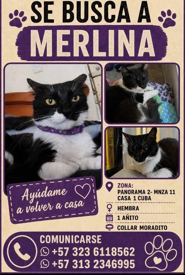 Gato Merlina perdido en Pereira, Risaralda 