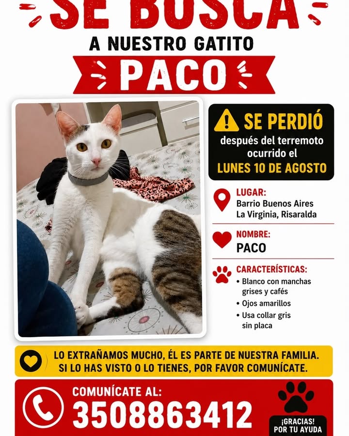 Gatito Paco perdido en La Virginia 