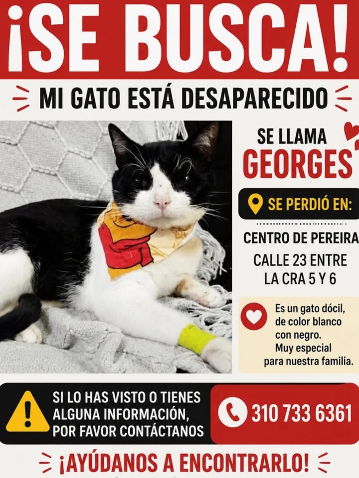 Gato "GEORGES" perdido en Pereira 