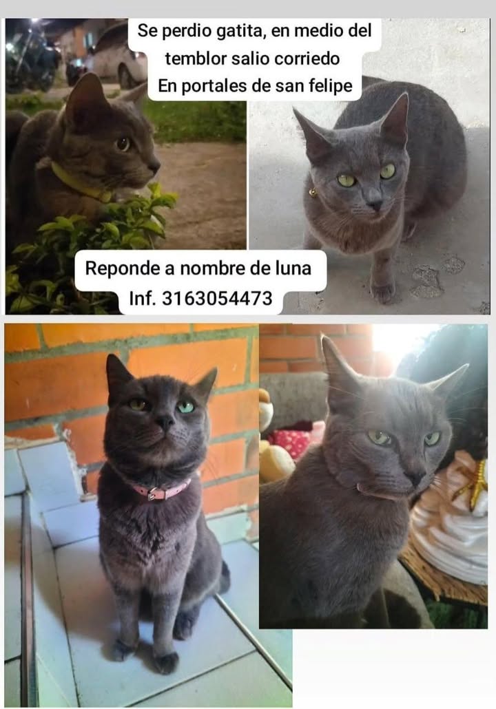 Gatita perdida en Tuluá 