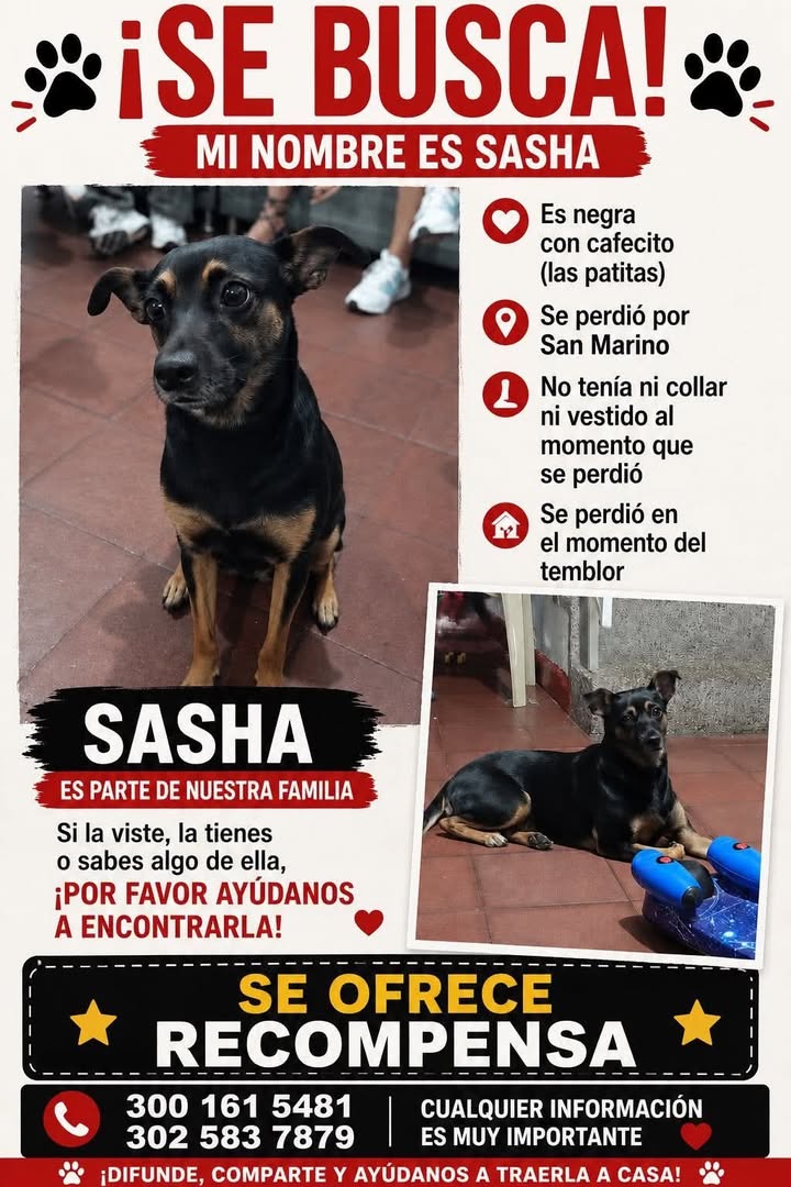 Perro Sasha perdido en Tuluá 
