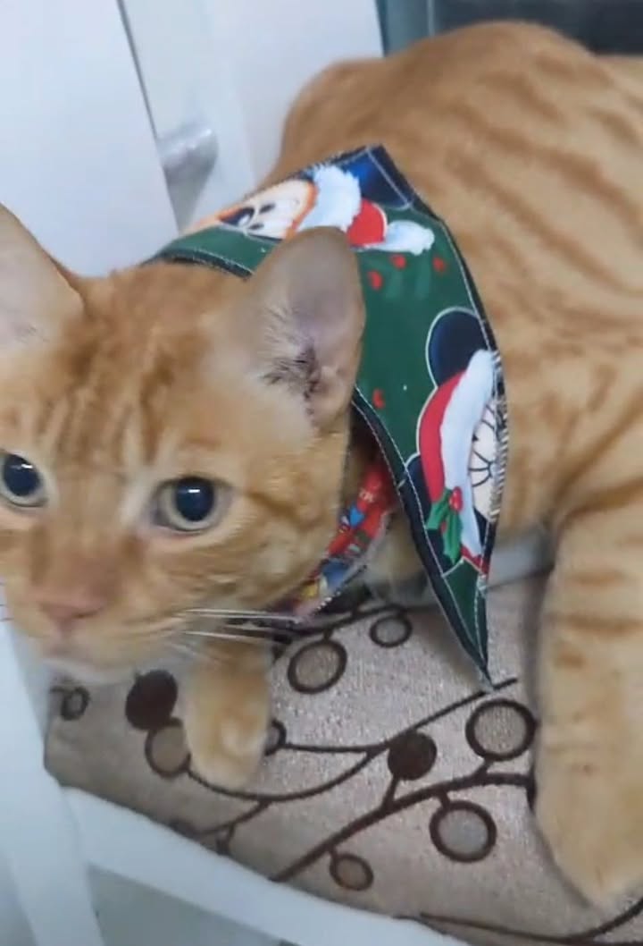 Perro Gato Gigante perdido en El Guabal 