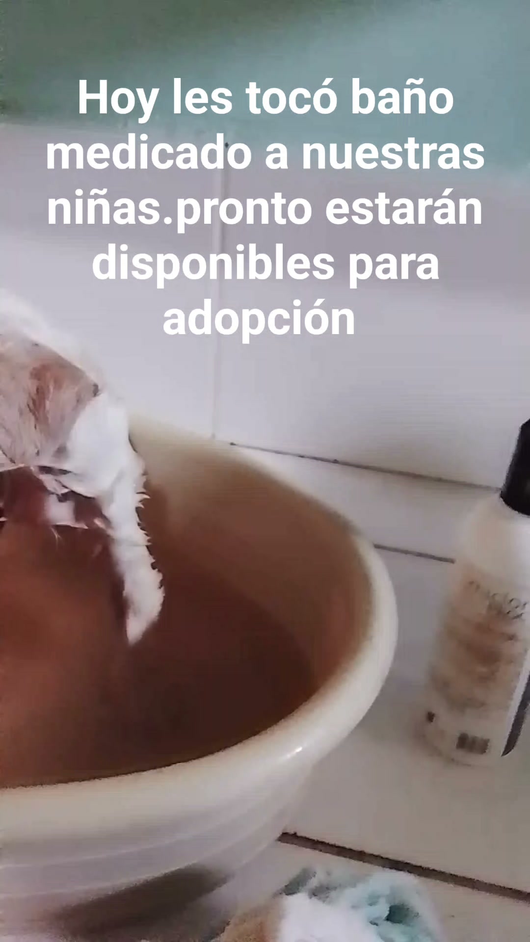 Adopcion de gatitos en Neira, Caldas 