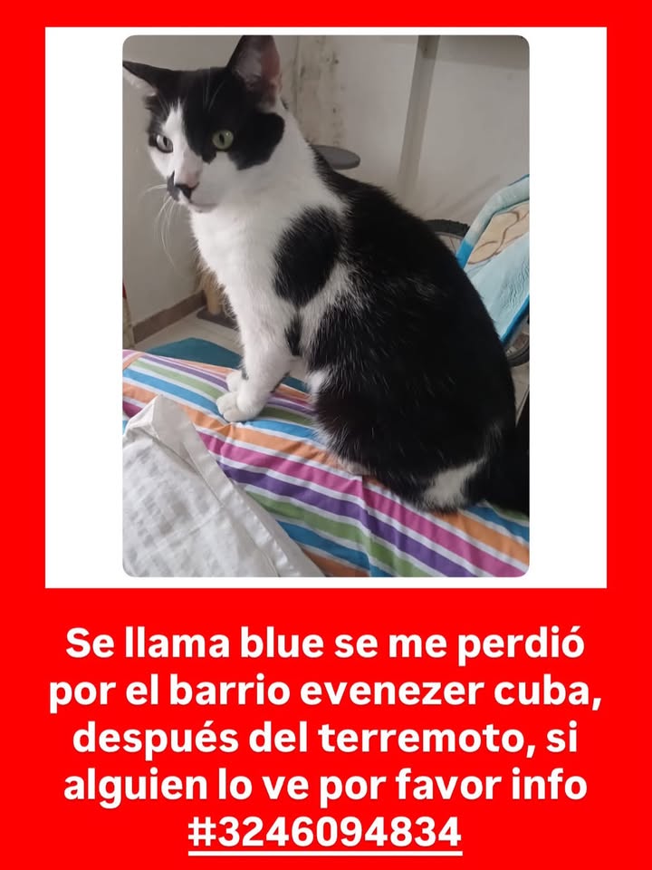 Gato negro y blanco perdido en Pereira, Risaralda 