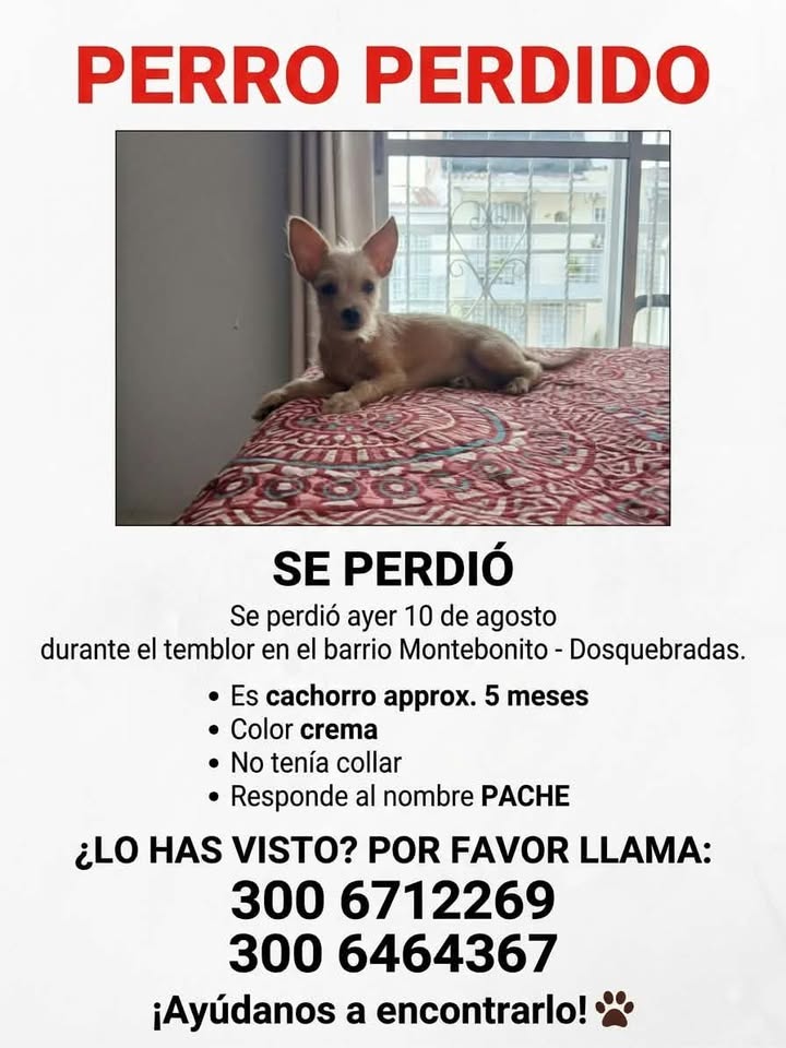 PERRO PERDIDO en Pereira - Cachorro 5 meses busca su hogar 