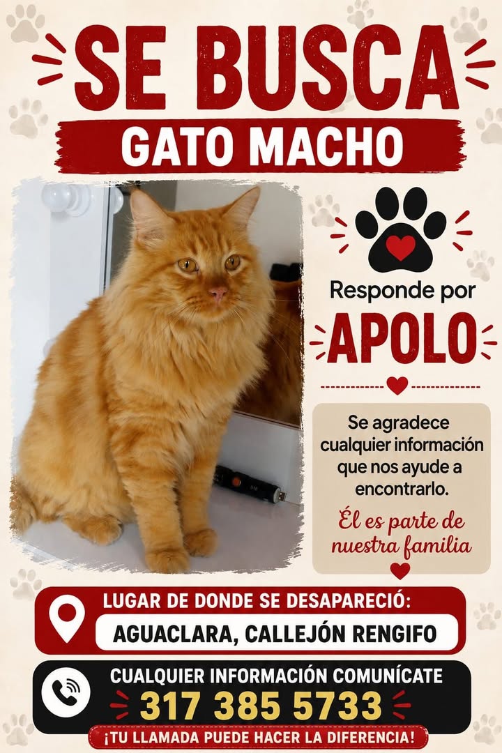 Se busca gato macho Apolo en Tuluá 