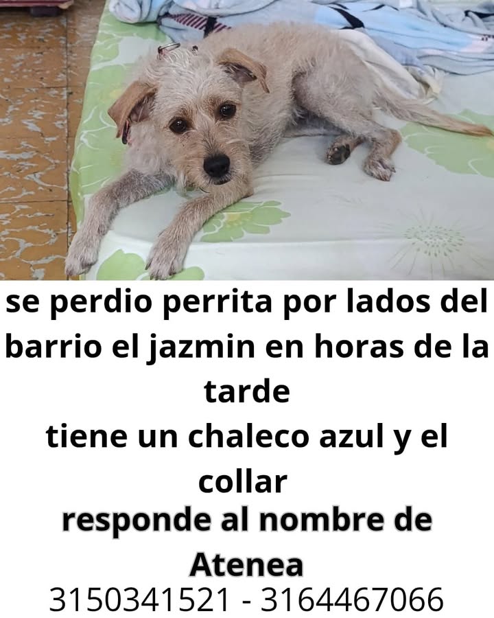 Perra perdida en Tuluá 