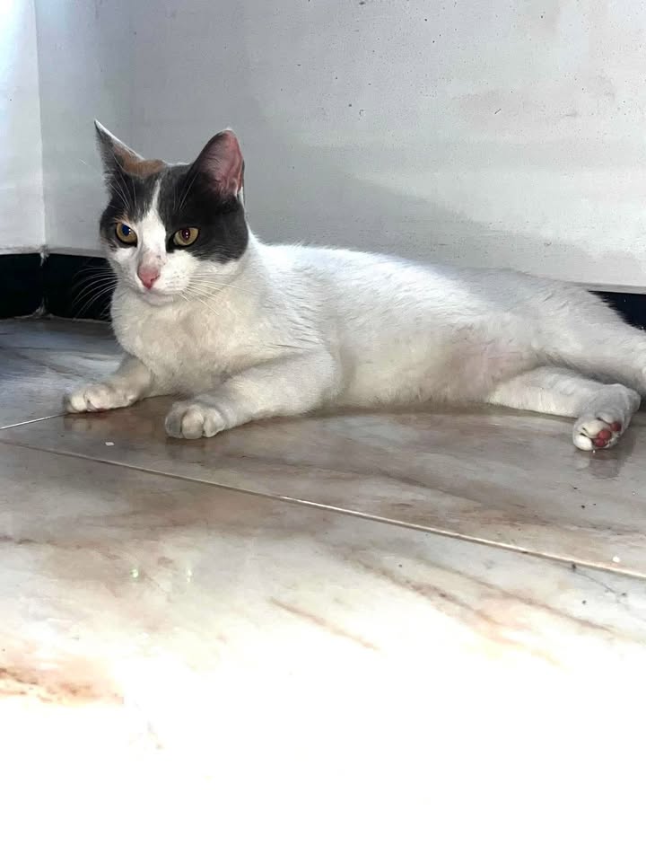 Gata encontrada en Barrio Cuba, Pereira 