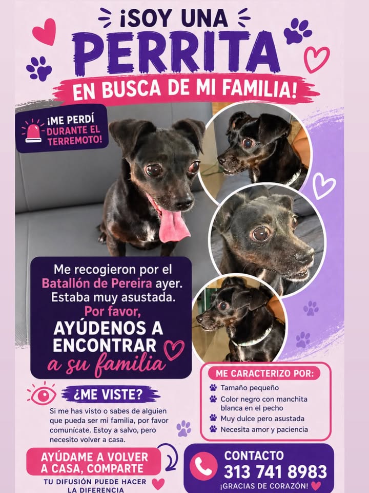 Perrita encontrada en Pereira 