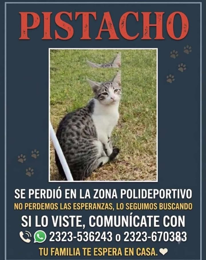 Gato Pistacho perdido en Tuluá 