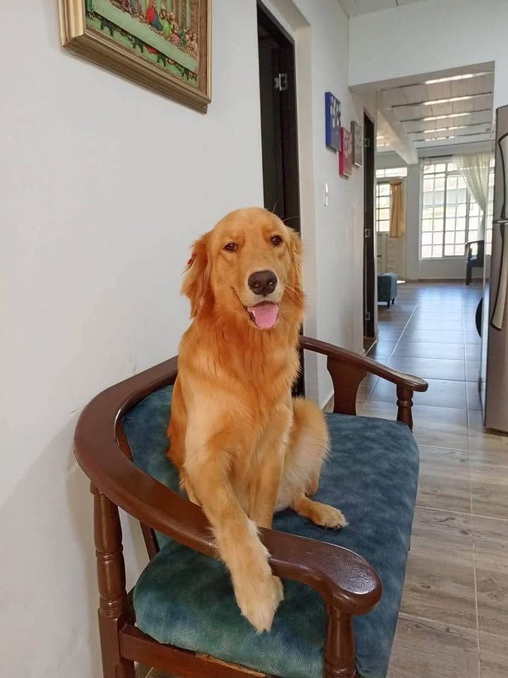 Perro Golden Retriever perdido en Sevilla Valle 