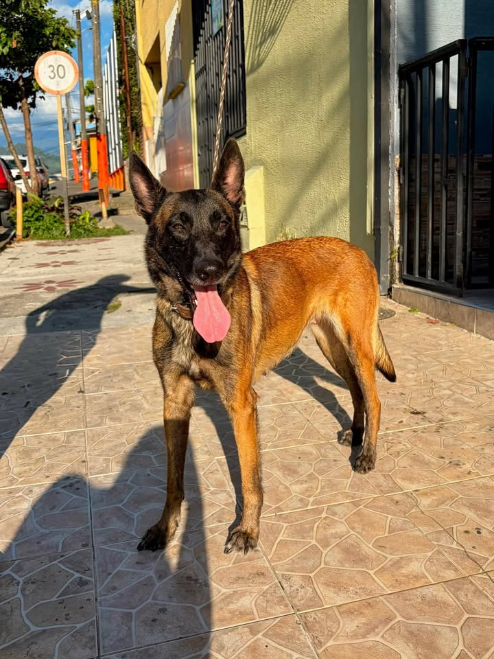 Perro encontrado en Pereira, Risaralda busca familia 