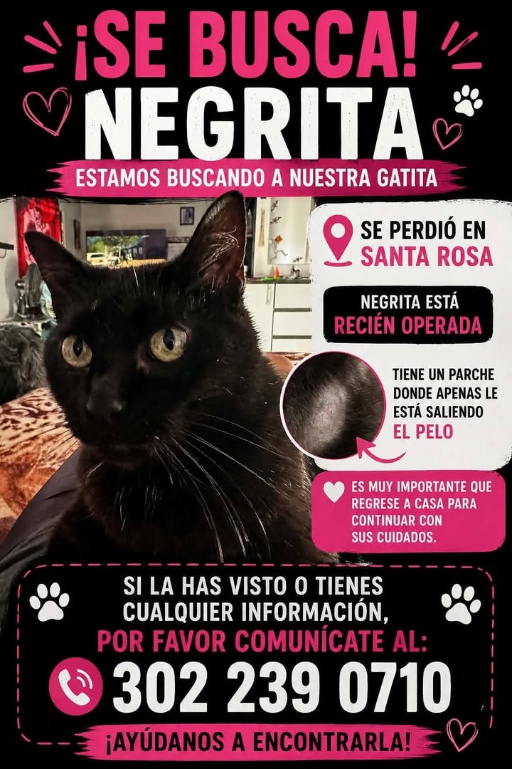 Se busca gata "Negrita" perdida en Santa Rosa, Pereira 