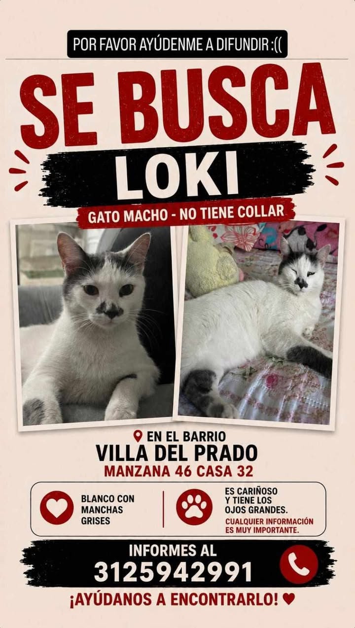 Se busca Loki gato macho en Pereira, Risaralda 