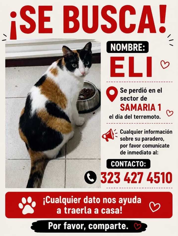 Se busca gato Eli perdido en Samaria 1, Pereira 