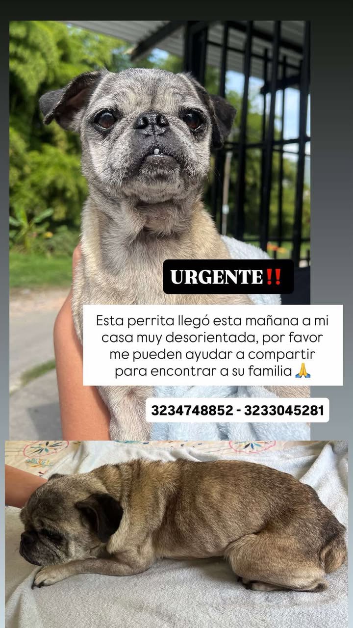 Perrita perdida en Santa Rosa de Cabal, Risaralda - Urgente 