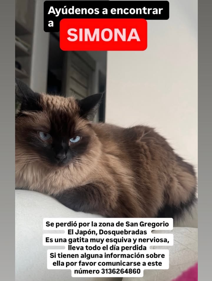 Gatita Simona perdida en Pereira 