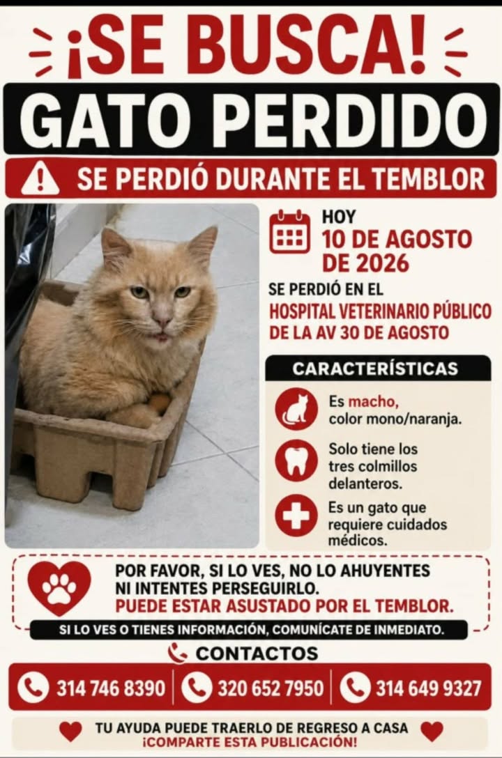 Gato perdido durante el temblor en Pereira 