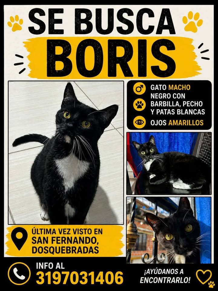 Se busca Boris, gato negro con barbilla, pecho y patas blancas en Pereira 