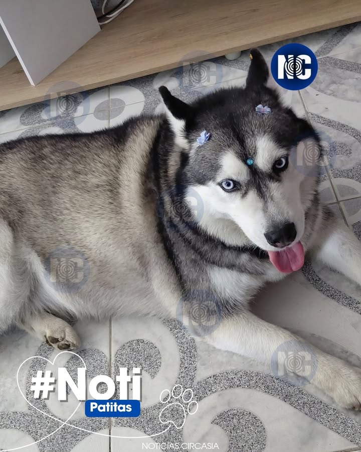 Perrita Husky encontrada en Circasia, Quindío 