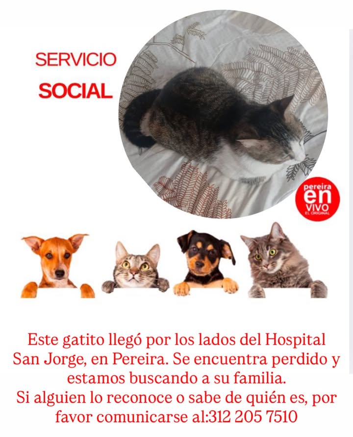 Gatito perdido sector Hospital San Jorge Pereira 