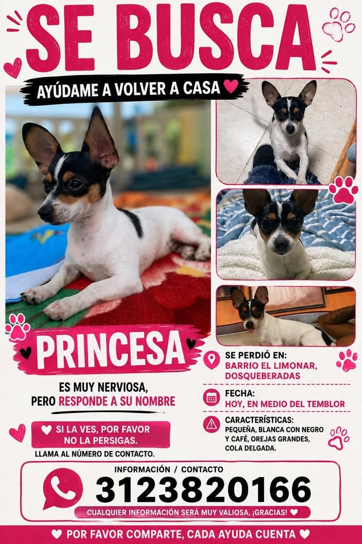 Perro perdido en Pereira 