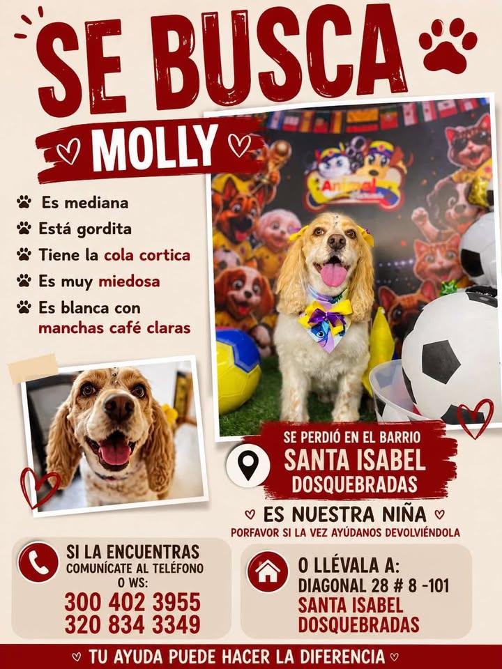 Se busca Molly, perra mediana perdida en Dosquebradas 