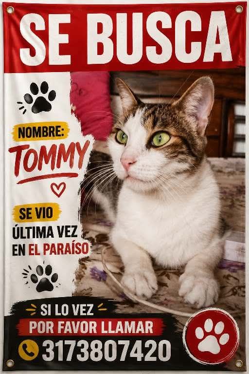 Se busca gato Tommy en Tuluá 