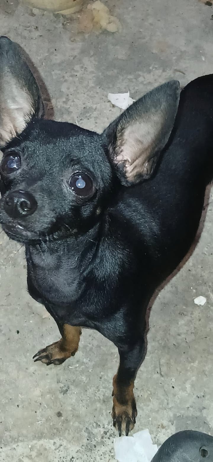 Perro perdido en Tuluá, Valle del Cauca 