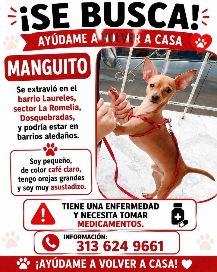 ¡Se Busca Manguito! Perro Perdido en Pereira, Risaralda - Necesita Medicamentos  