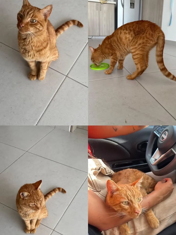 Gato anaranjado busca hogar en Pereira 
