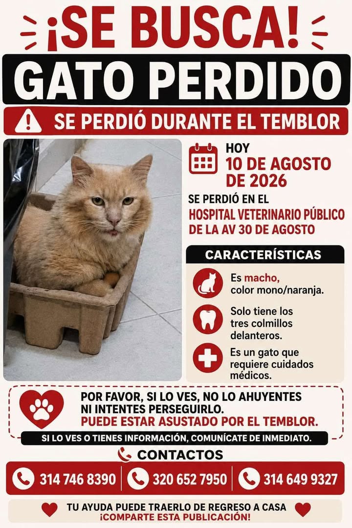 Gato perdido en Pereira durante temblor 