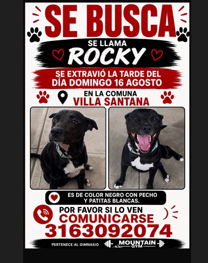 Perro perdido llamado Rocky en Pereira 