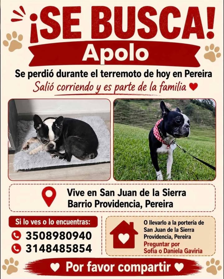 Perro Apolo perdido en Pereira 