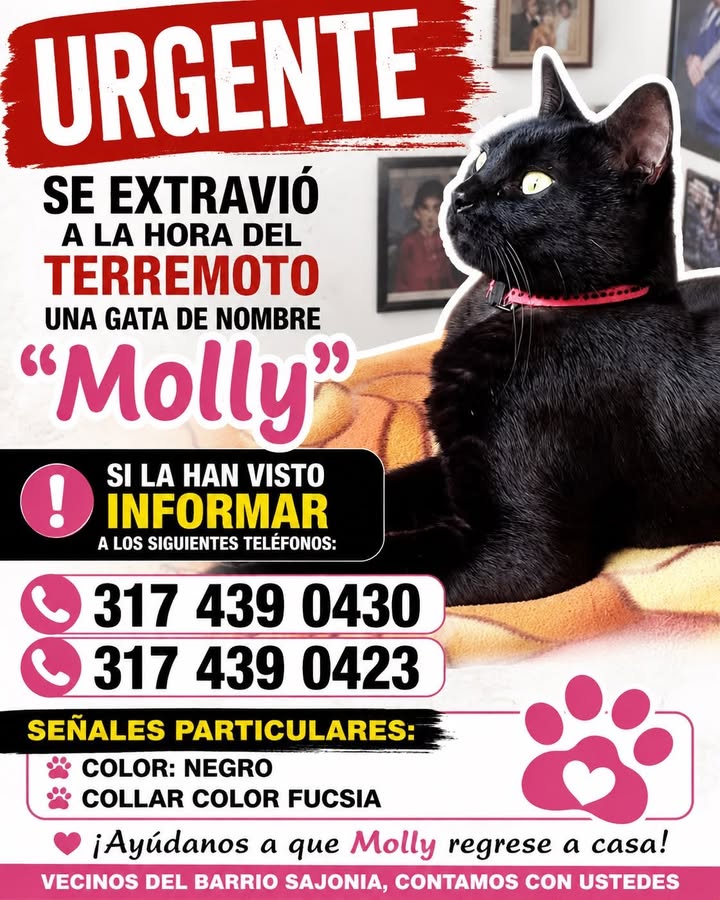 Gata Negra Perdida en Tuluá por Terremoto - Urgente 