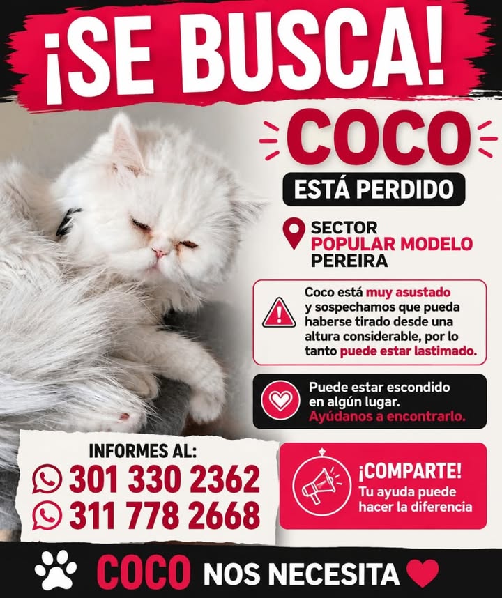 Gato Coco perdido en Pereira, Risaralda 