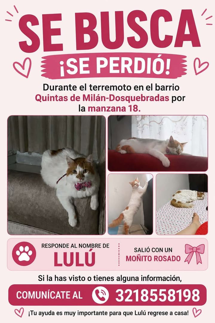 Se Busca Mascota Perdida en Pereira 