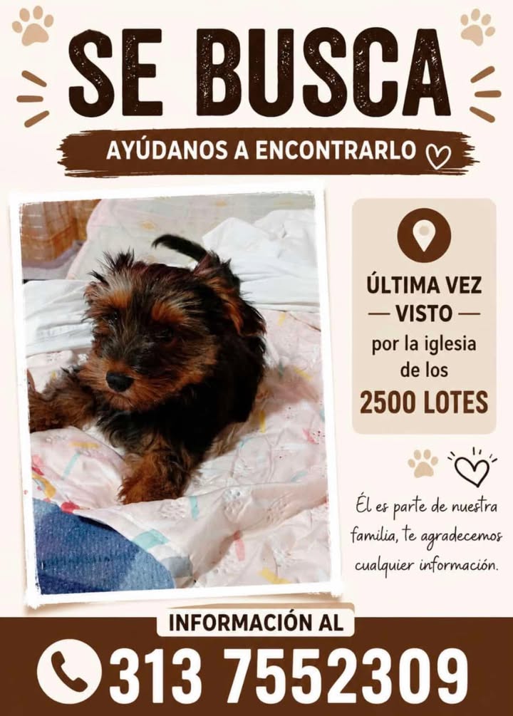 Yorkshire Terrier perdido en Pereira 