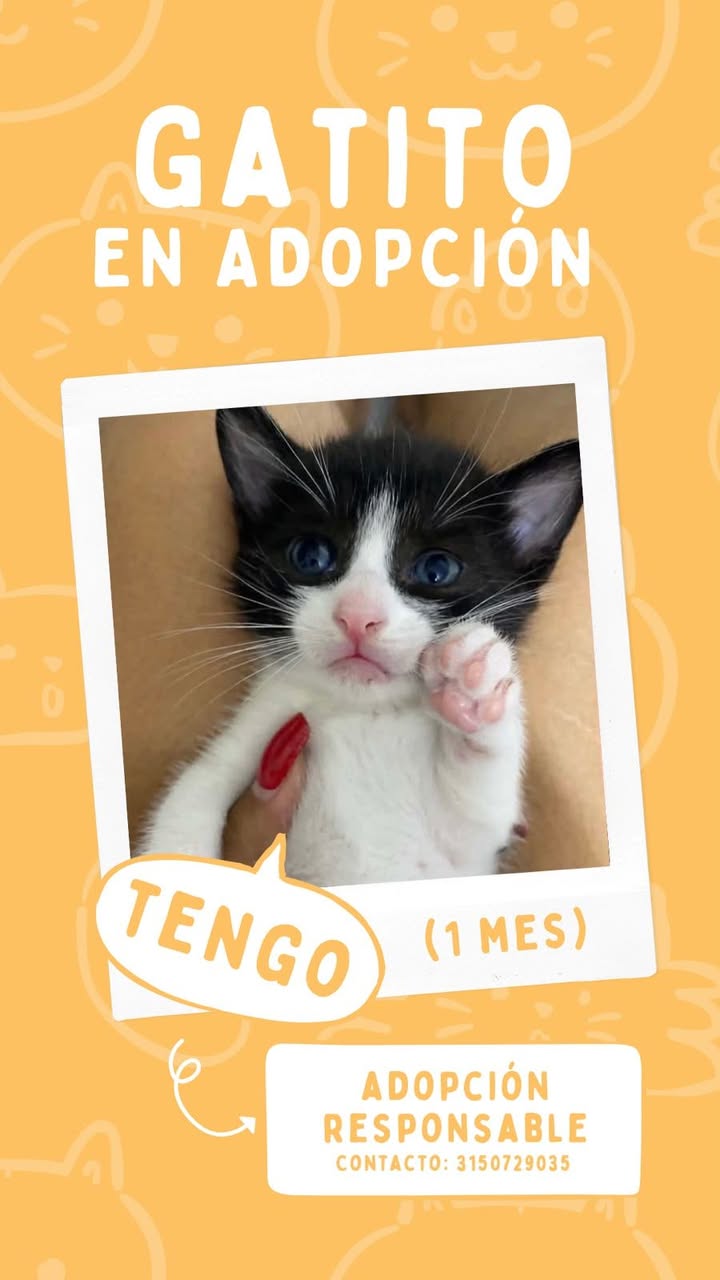 Gatito en adopción en Tuluá 