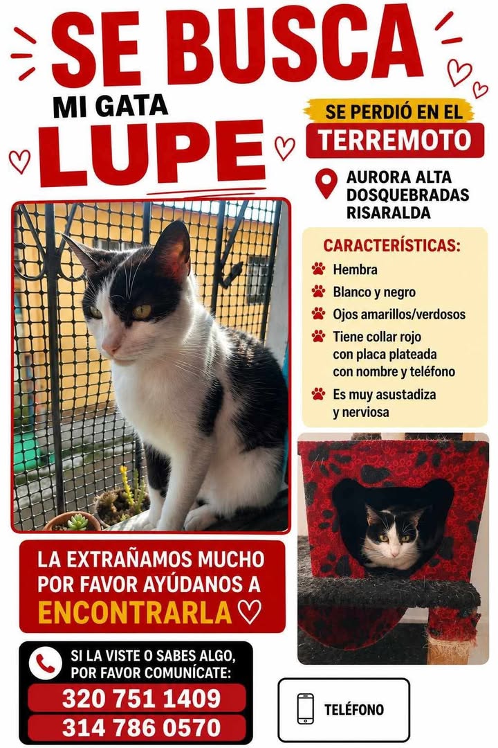 Gata perdida Lupe en Pereira 